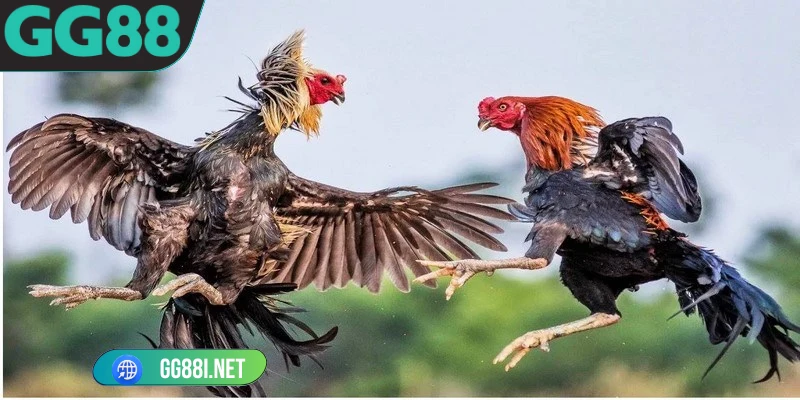 Đá gà GG88