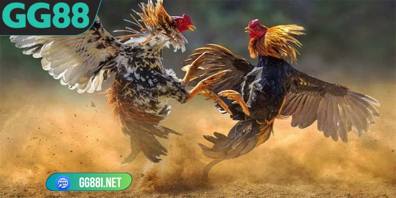 Đá gà GG88
